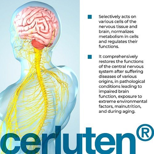 Cerluten – Havinson’s bioregulator peptides to support the nervous system and brain - Image 3