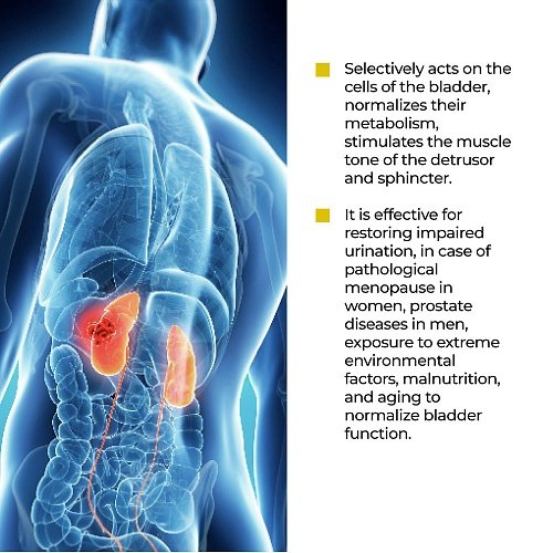 Chitomur Lingual | Читомур Лингвал – Пептиден комплекс за урогенитално здраве | 10 мл – Хавинсън Биорегулатори Пептиди - Image 3